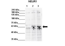 NEURL Rabbit anti-Human, Polyclonal, Novus Biologicals 0.1ml; Unconjugated:Antibodies,